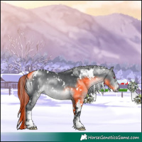 Horse Color:White Spotted Brown Chinchilla 