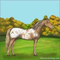 Horse Color:Chestnut Blanket 
