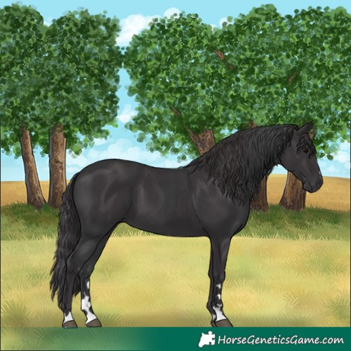Horse Color:Black  and Smoky Black 