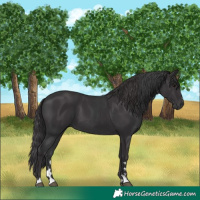 Horse Color:Black  and Smoky Black 