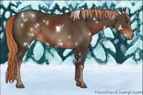 Horse Color:White Spotted Liver Chestnut Rabicano 
