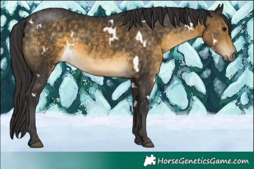 Horse Color:White Spotted Buckskin 