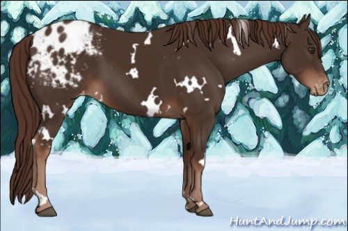 Horse Color:White Spotted Liver Chestnut Varnish
