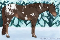 Horse Color:White Spotted Liver Chestnut Varnish 