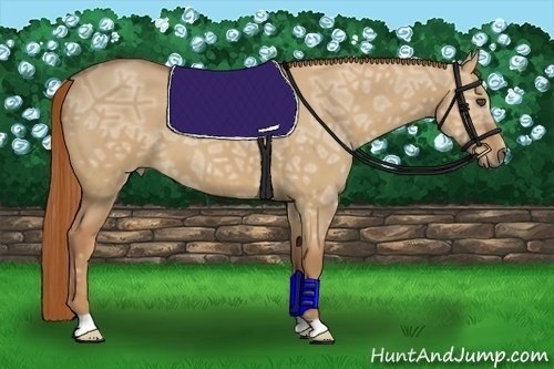 Horse Color:Red Dun Ice 