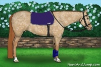 Horse Color:Red Dun Ice 