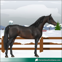 Horse Color:Brown 