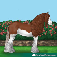 Horse Color:Chestnut Splash