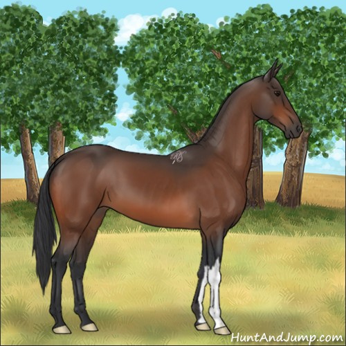 Horse Color:Bay 