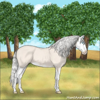 Horse Color:Silver Perlino Roan Splash 