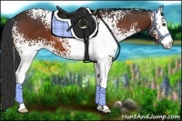 Horse Color:White Spotted Bay 