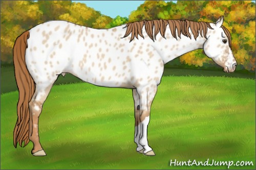 Horse Color:Red Dun Near Leopard 