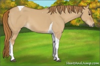 Horse Color:Red Dun Tobiano 