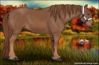 Horse Color:Chestnut Sabino