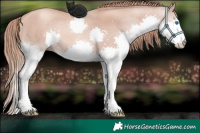 Horse Color:Gold Champagne Splash