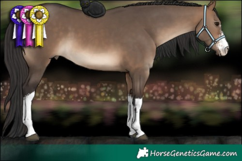 Horse Color:White Spotted Bay Dun 