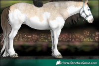 Horse Color:Buckskin Roan Splash