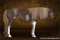 Horse Color:White Spotted Liver Chestnut 