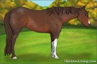 Horse Color:Liver Chestnut 