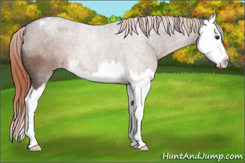 Horse Color:Liver Red Roan Splash Appaloosa