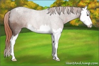 Horse Color:Liver Red Roan Splash Appaloosa 