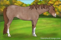 Horse Color:Red Roan 