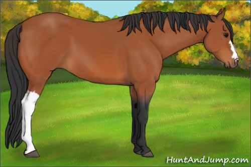 Horse Color:Bay 