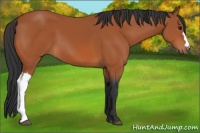 Horse Color:Bay 