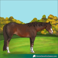 Horse Color:Liver Chestnut 