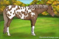 Horse Color:Chocolate Palomino Appaloosa