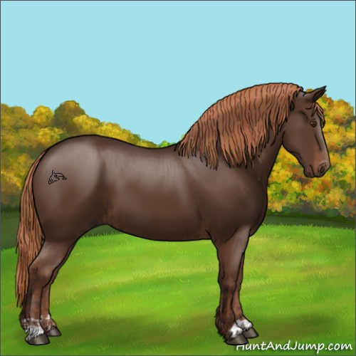 Horse Color:Liver Chestnut and Liver Chestnut
