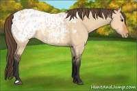 Horse Color:Bay Dun Appaloosa 