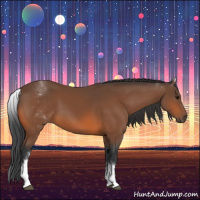 Horse Color:White Spotted Bay 