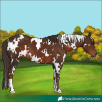 Horse Color:White Spotted Liver Chestnut 
