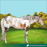 Horse Color:White Spotted Chocolate Palomino