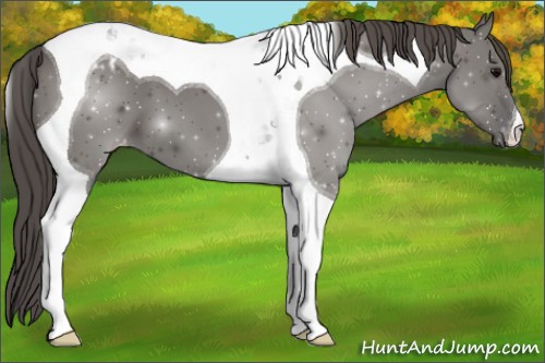 Horse Color:Grullo Tobiano Appaloosa 