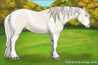 Horse Color:Perlino Roan Splash Tobiano 