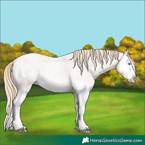 Horse Color:Perlino Roan Splash 
