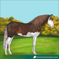 Horse Color:Liver Chestnut Splash 