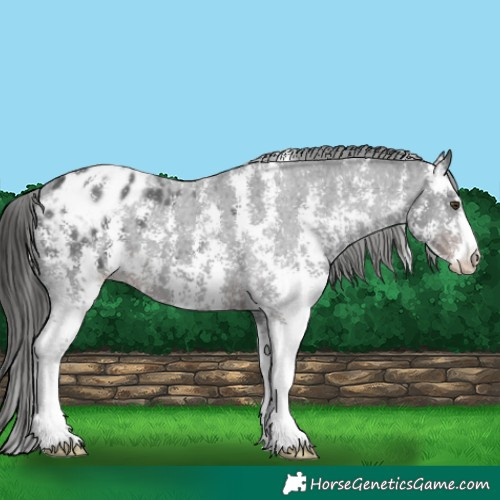 Horse Color:Liver Chestnut Sabino Appaloosa 