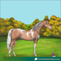 Horse Color:White Spotted Silver Sable Champagne Tobiano Rabicano