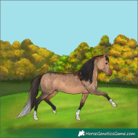 Horse Color:Bay Dun