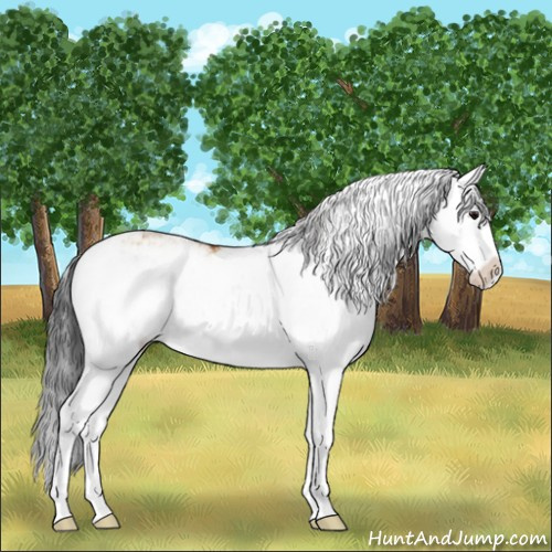 Horse Color:Bay Dun Sabino Splash