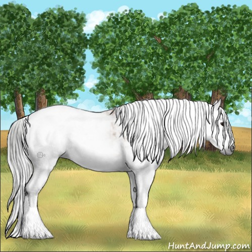 Horse Color:Gray Bay Dun Sabino Splash Rabicano and Gray Bay Dun Sabino Splash