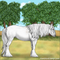 Horse Color:Gray Bay Dun Sabino Splash Rabicano  and Gray Bay Dun Sabino Splash 