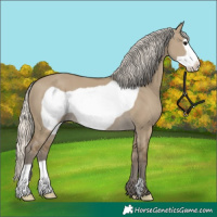Horse Color:Silver Smoky Grullo Frame 