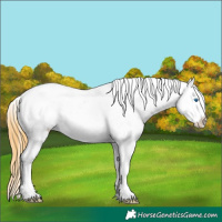 Horse Color:Smoky Grullo Roan Splash Appaloosa Rabicano 