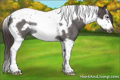 Horse Color:Smoky Blue Roan Splash Tobiano Frame Rabicano 