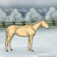 Horse Color:Palomino