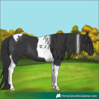 Horse Color:Black Tobiano 